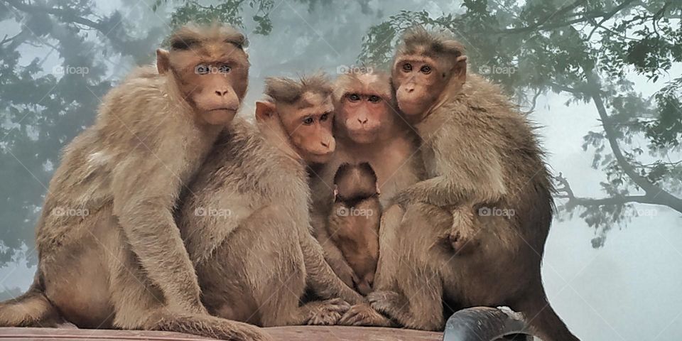 To them are we animals?😃🐒🙈


#monkeys#family#fog#morning