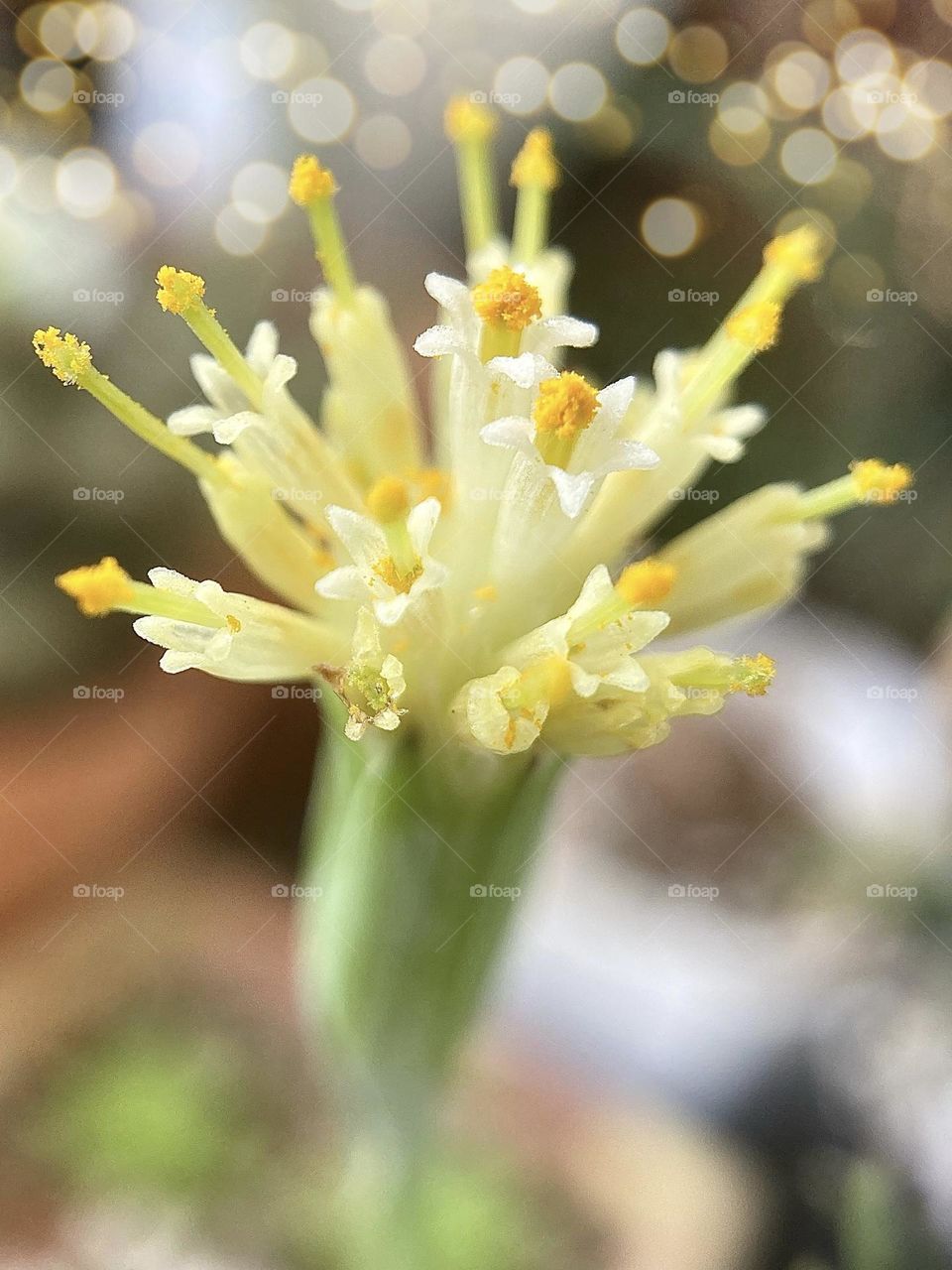 Natural backgrounds and succulent inspiration with yellow flower of Kleinia anteuphorbium 
