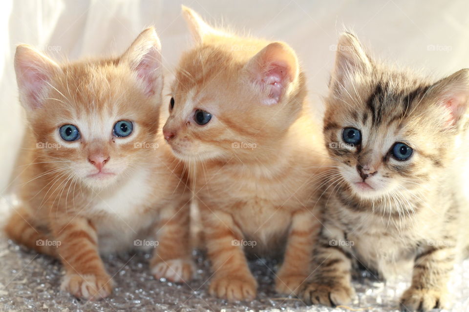 Three cats sitting in row