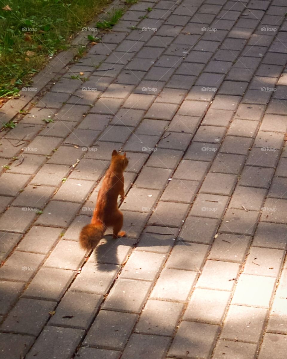 Little squirrel walks on two legs on the sidewalk