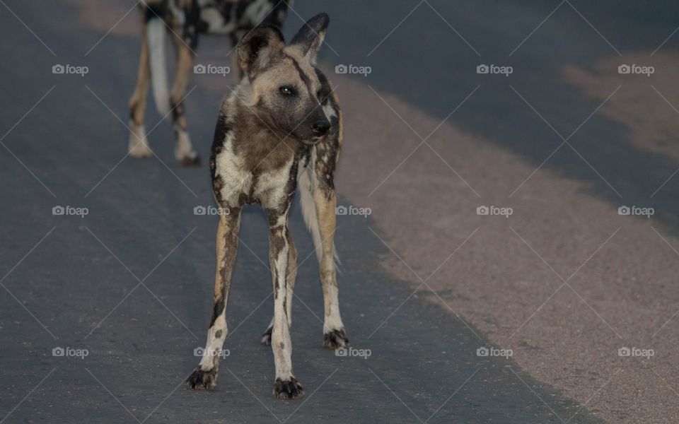 African wild dog at dusk in road 