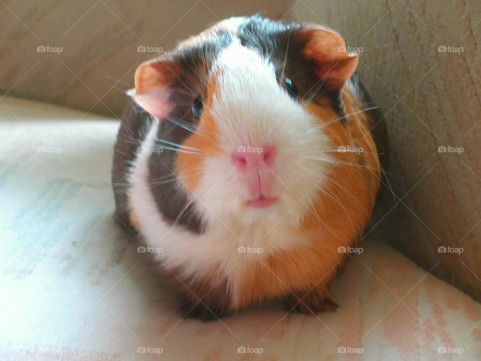Front view of guinea pig