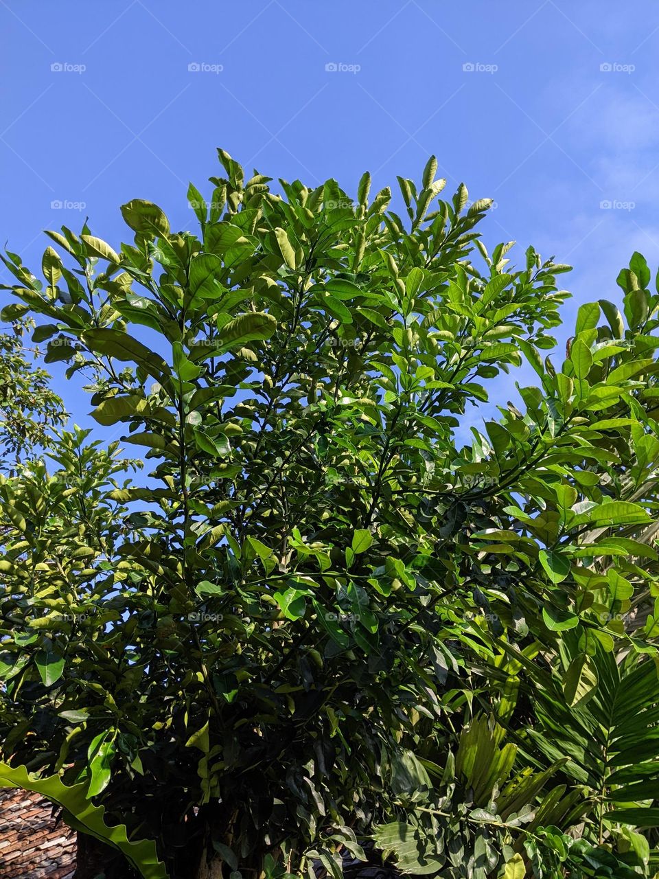 lime tree