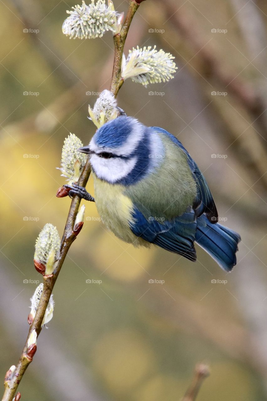 Blue Tit 