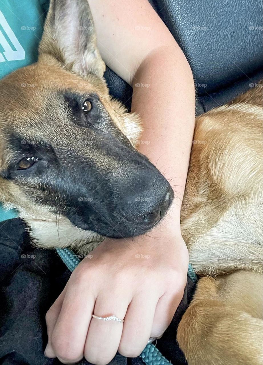 A malinoisx dog resting happily in the lap of her owner. 