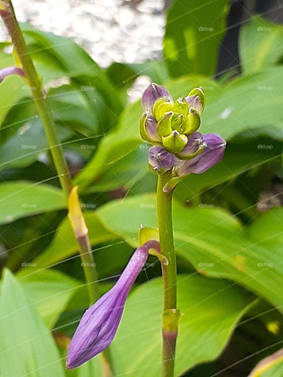 portrait of a plant with spider web.