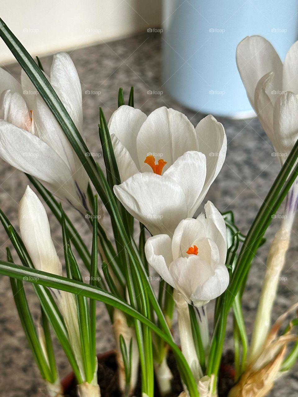 White crocus flowers