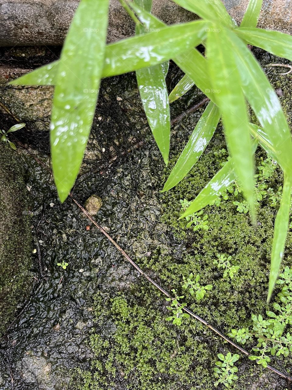 Plants around us, @ Hospital, Countryside (Thailand)