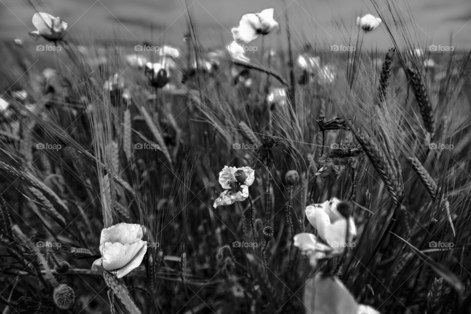 Red poppies