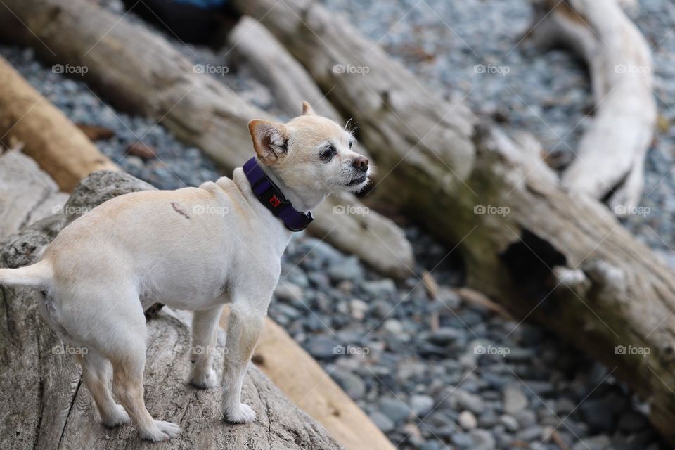 Dog on a log