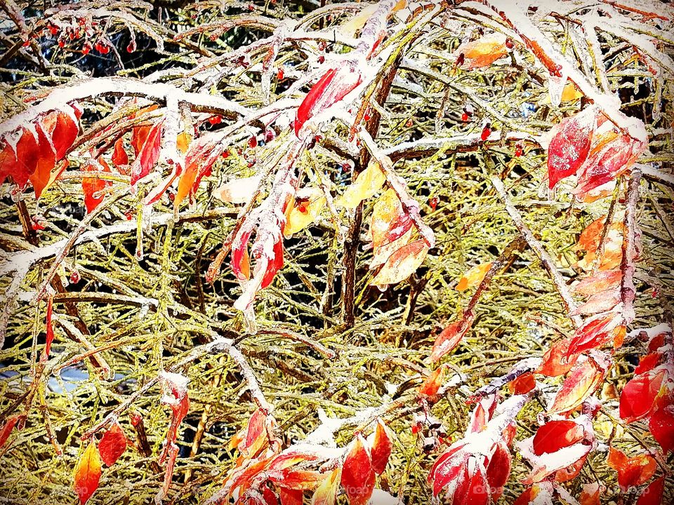 frozen autumn