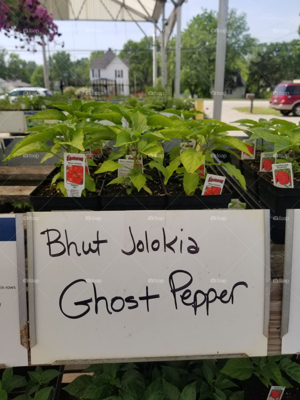 ghost pepper plants