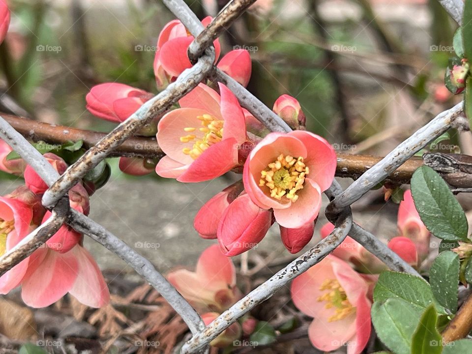 Beautiful red blossoms 