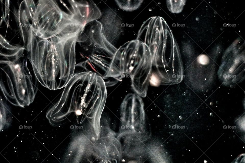 electric medusa
