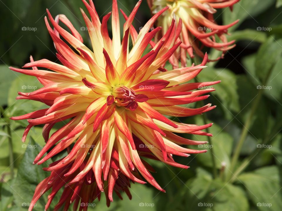 Close-up of red flower