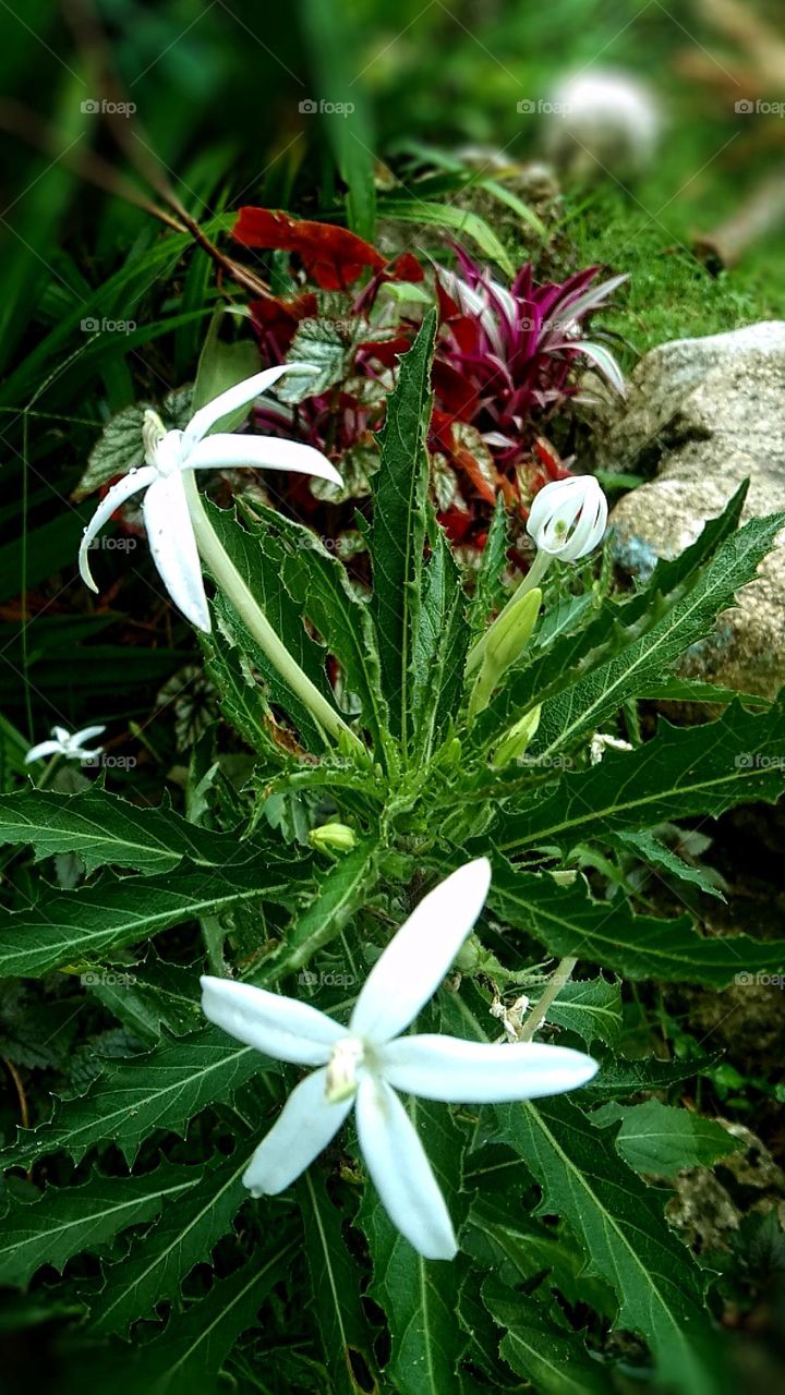 white color flower-the flower blooms in short time only 2 til 3 days
