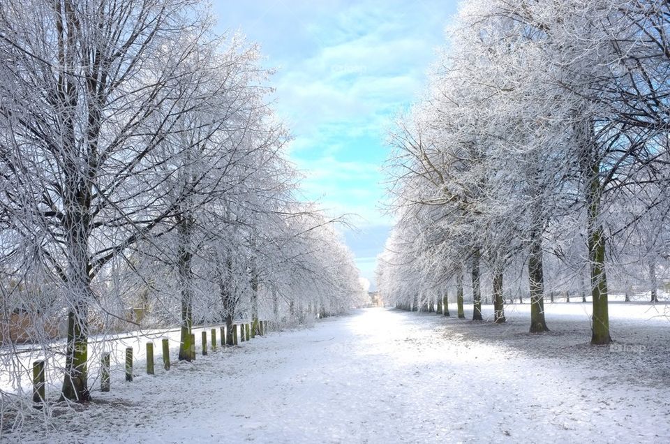 An avenue of snow covered trees in winter