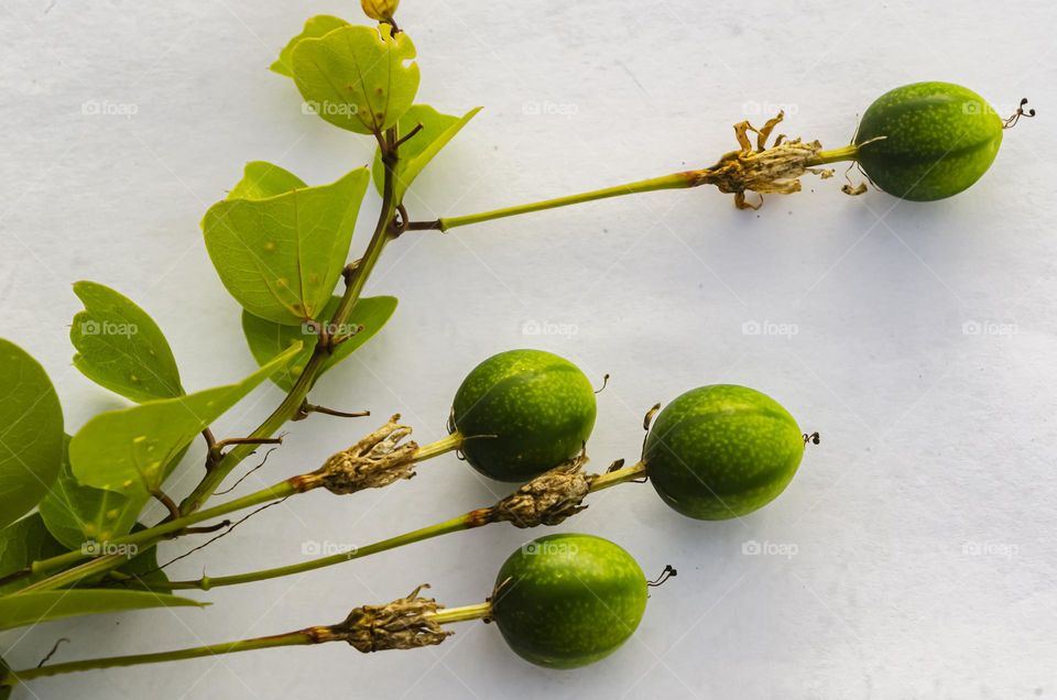 Fruit With Long Stem