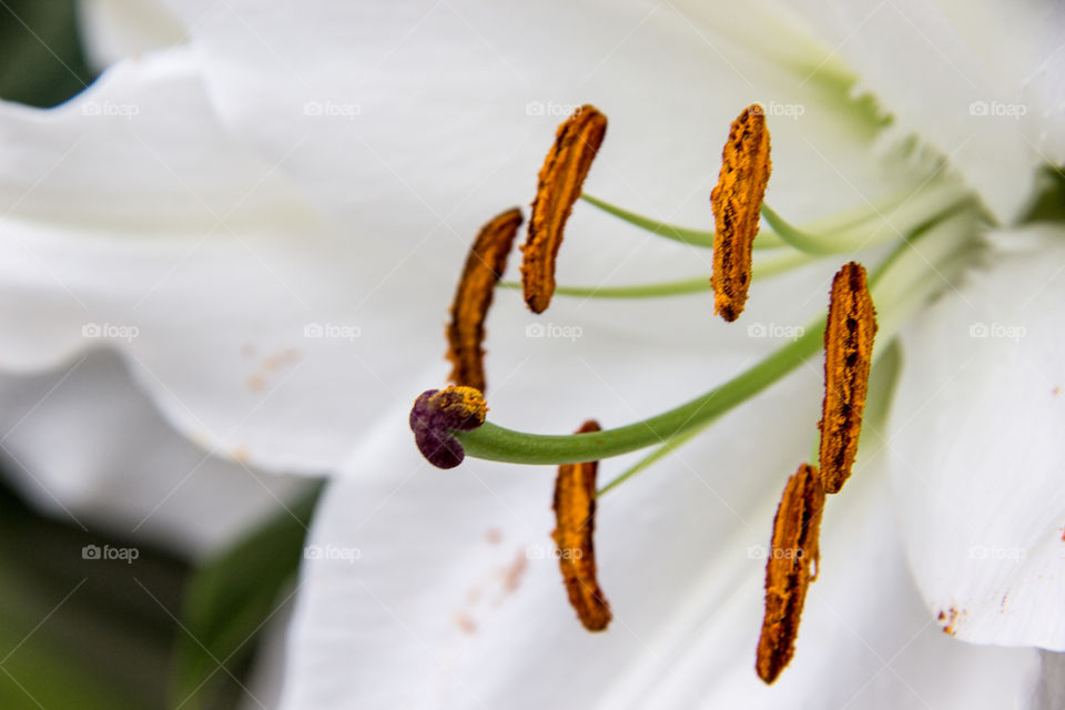 Stamen and pistil