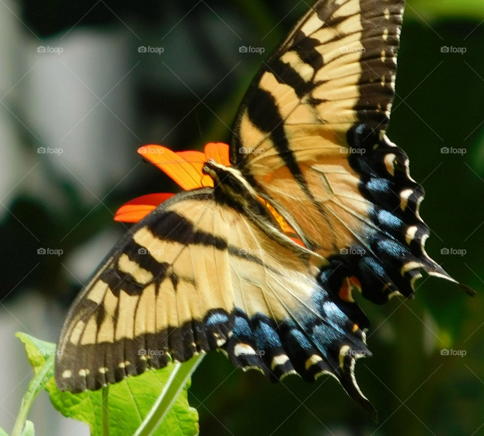 Close-up of butterfly on orange flower