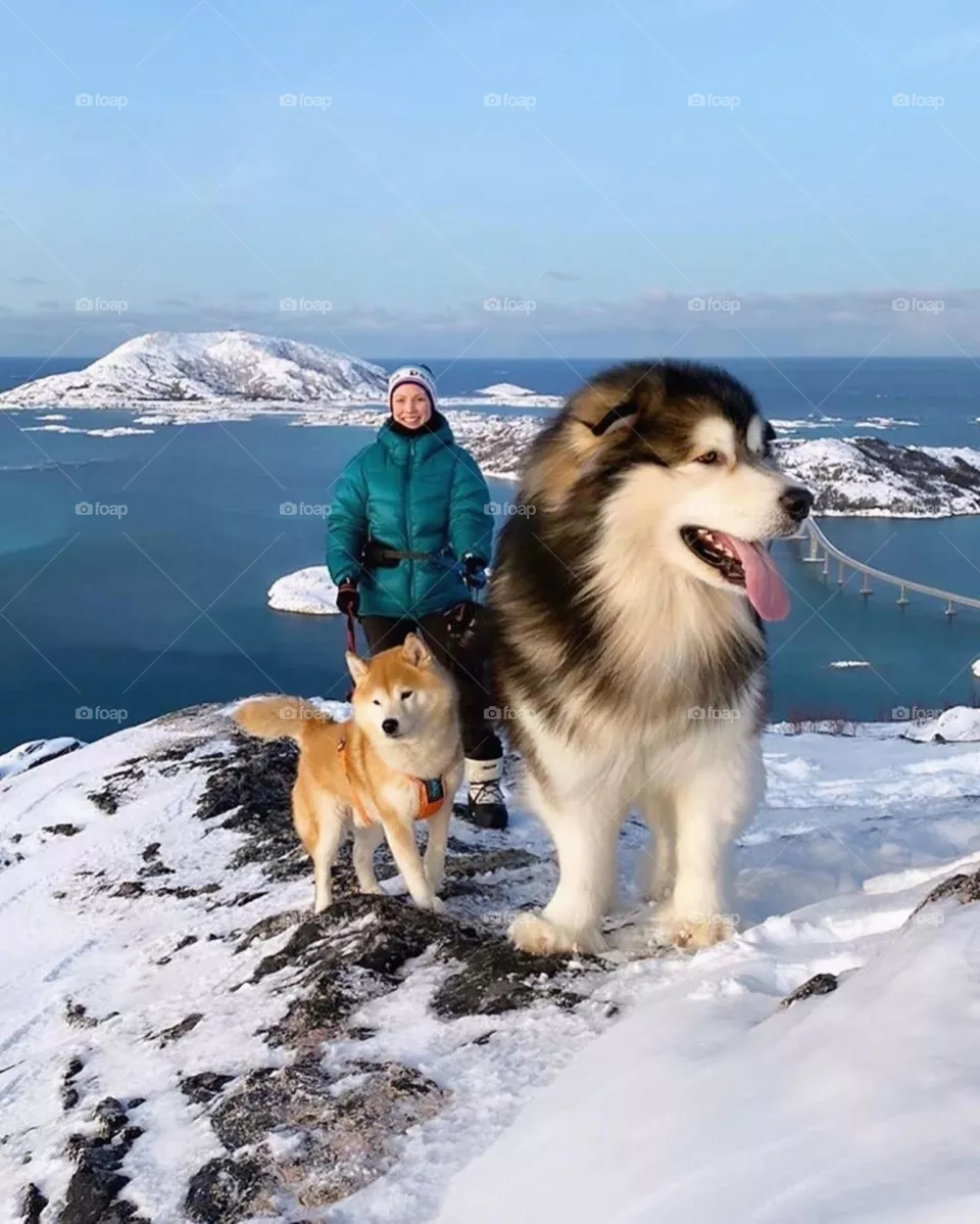 dog pet