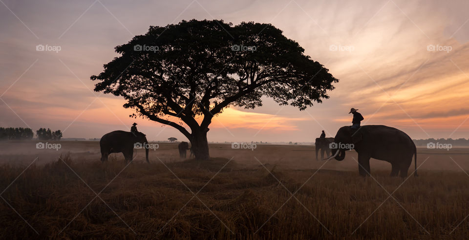 silhouette elephants