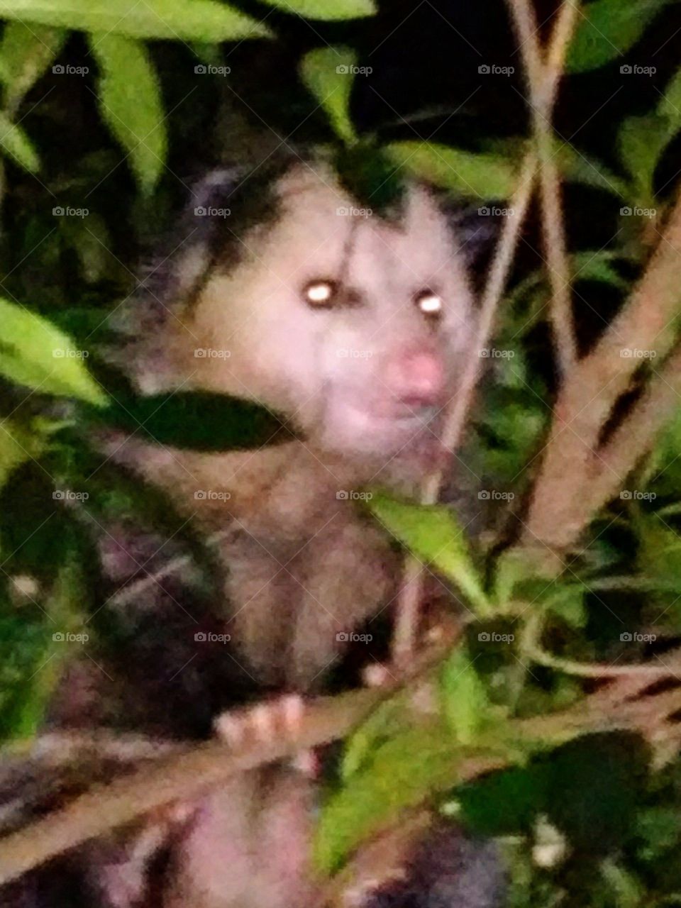 wild male opossum outside in my tree