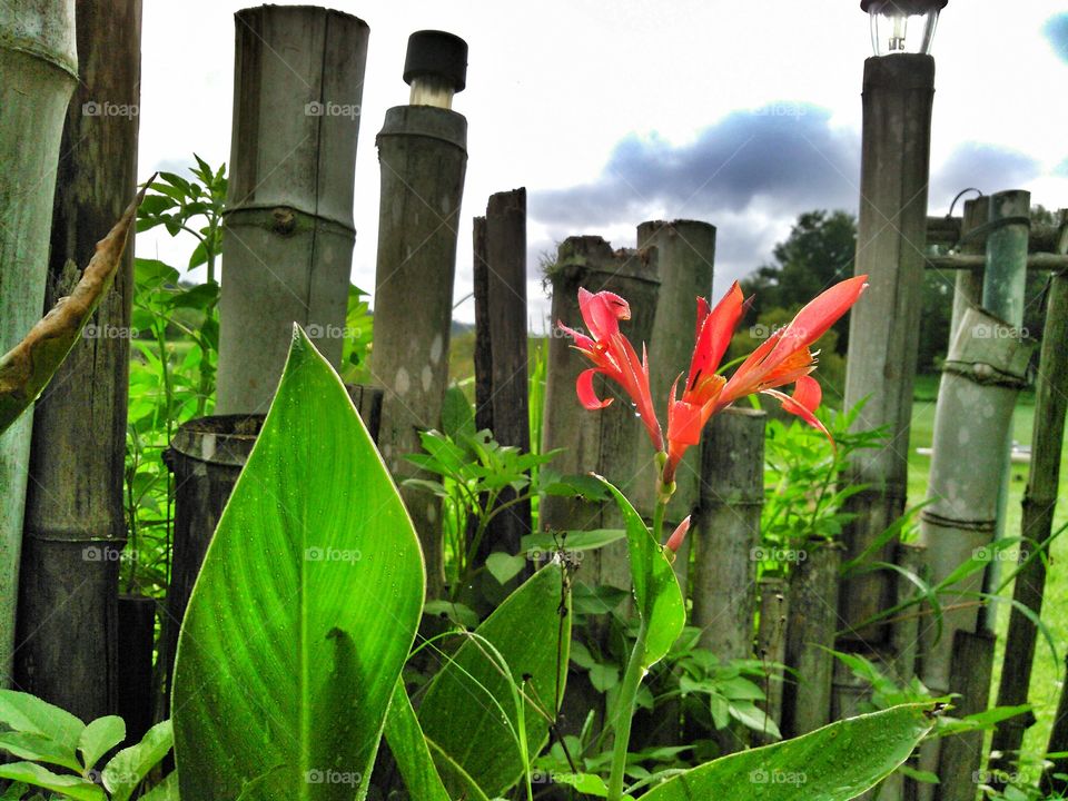 Lilies waiting for the storm. Stormy skies overhead as lilies wait for water
