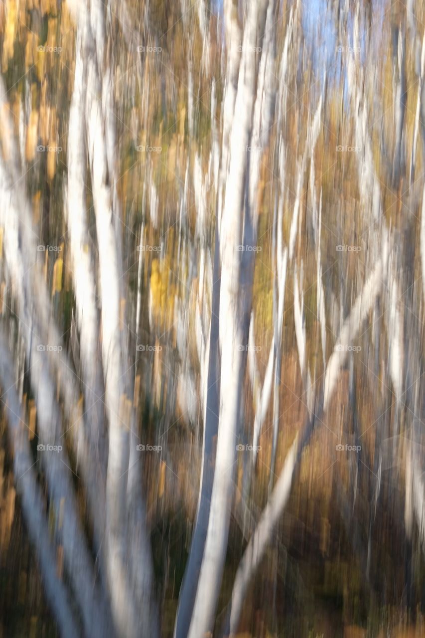 Cottonwoods in the Fall