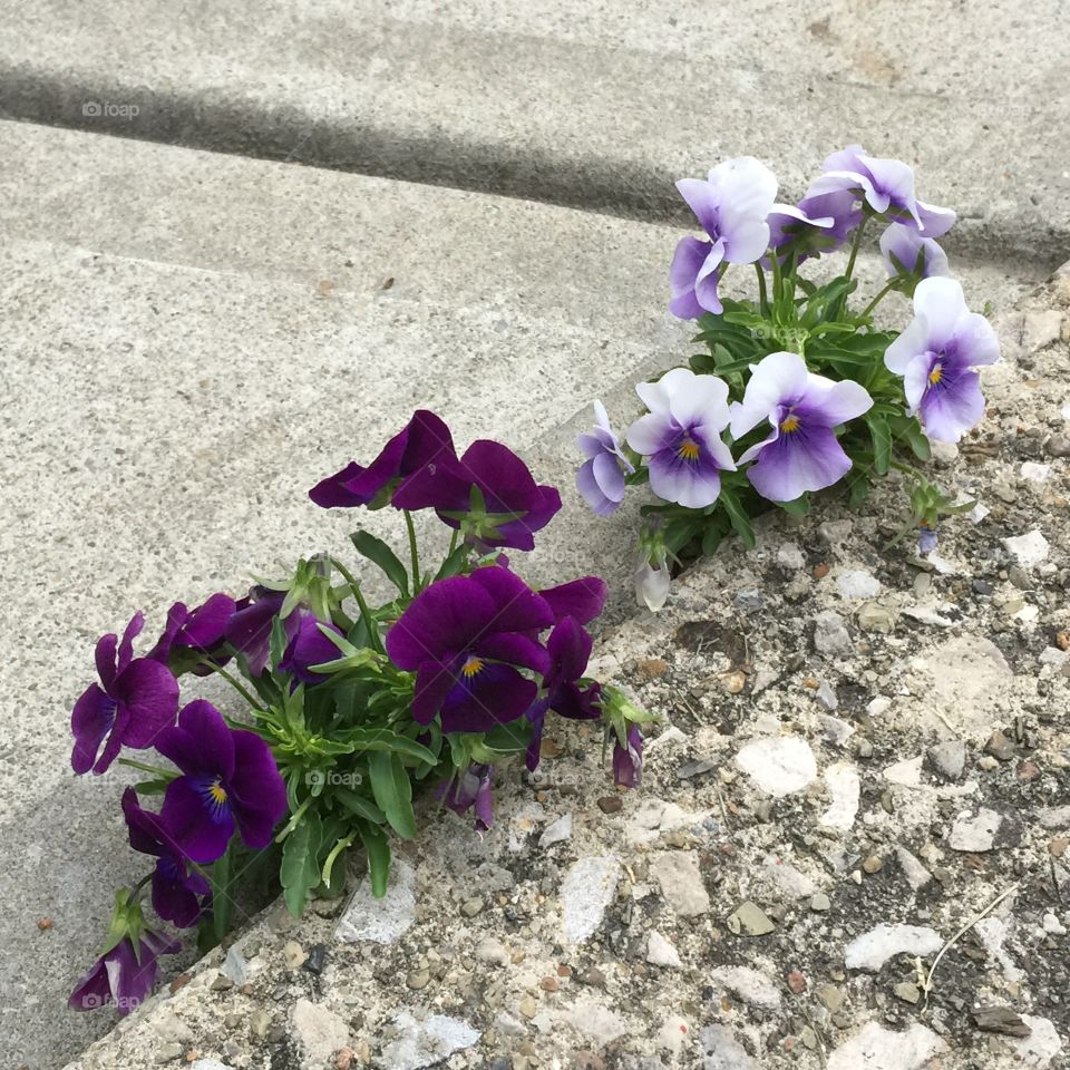 Wild Violas in the Sidewalk