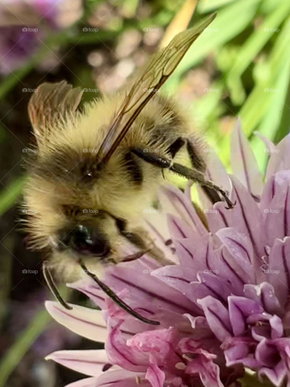 Bee