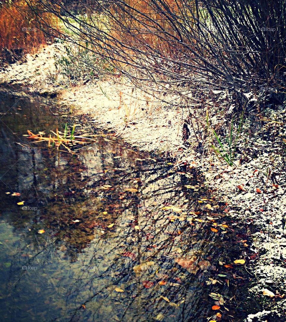 Pond reflections