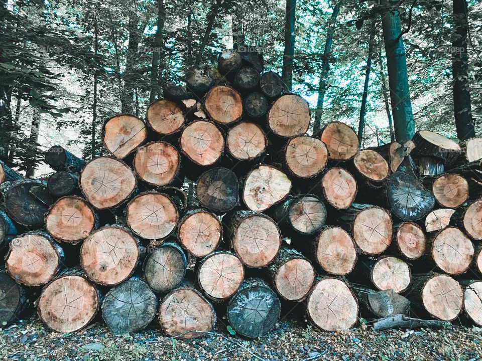 Pile of wood. A view of huge stacks of logs. Upstate New York. 