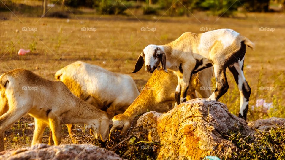 Goats grazing at sunset