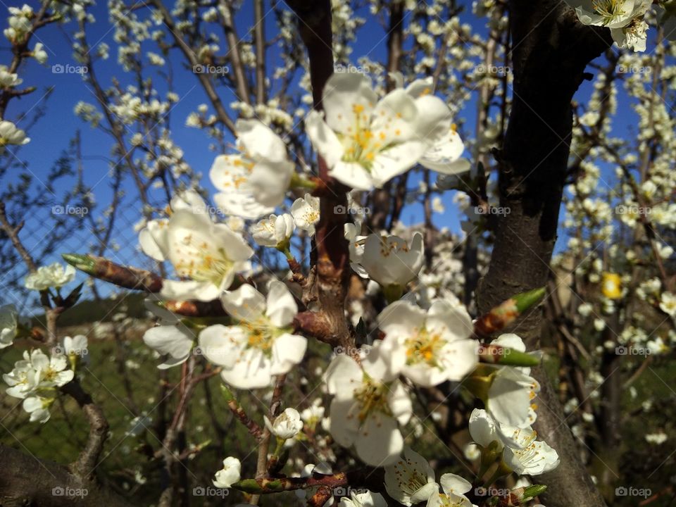 plum blossom, flowers on a blue background, against the sky, blue sky, spring day