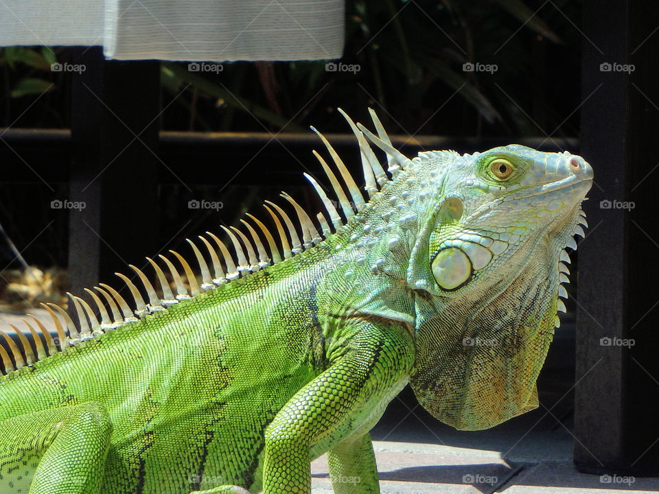 Iguana