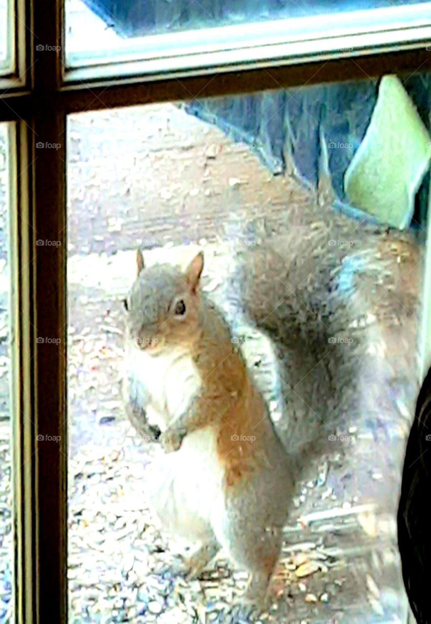 goodmorning! squirrel looking through window while enjoying breakfast on the deck
