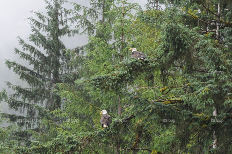forest alaska eagle flight by jifkak