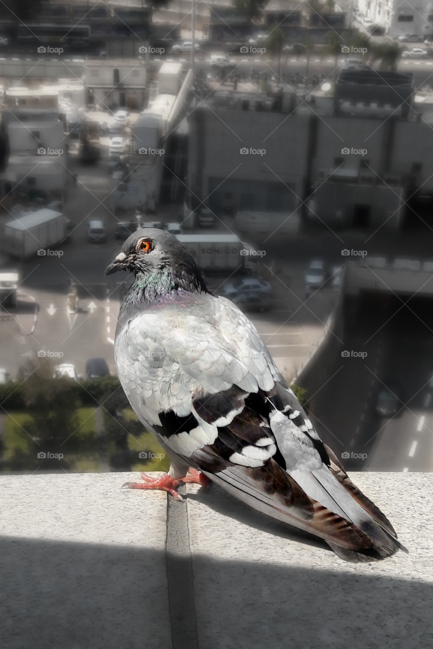 pigeon