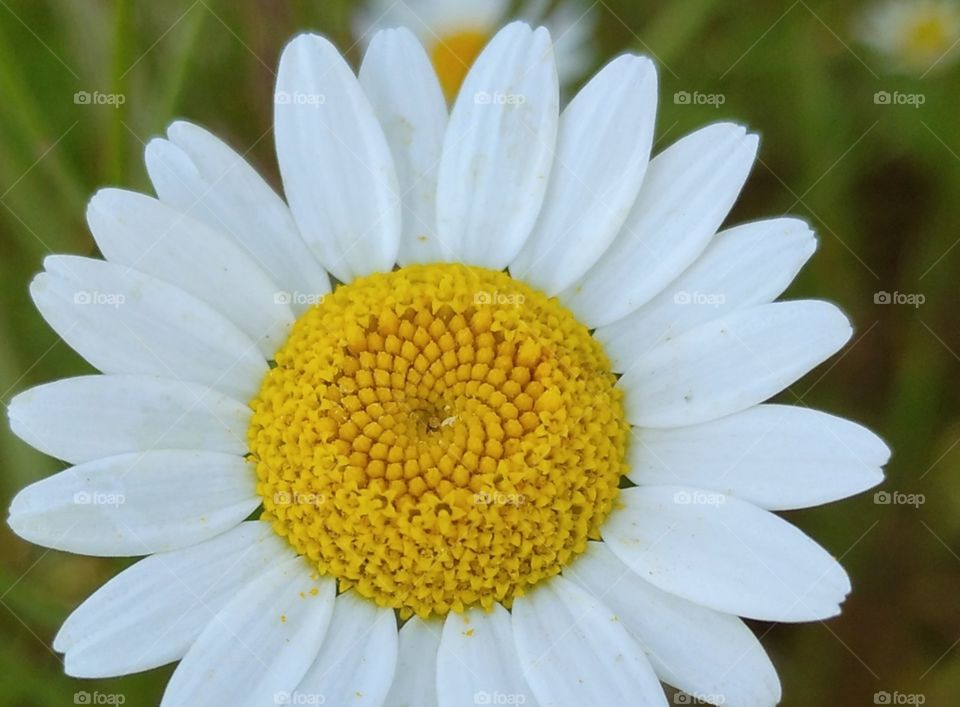 A daisy