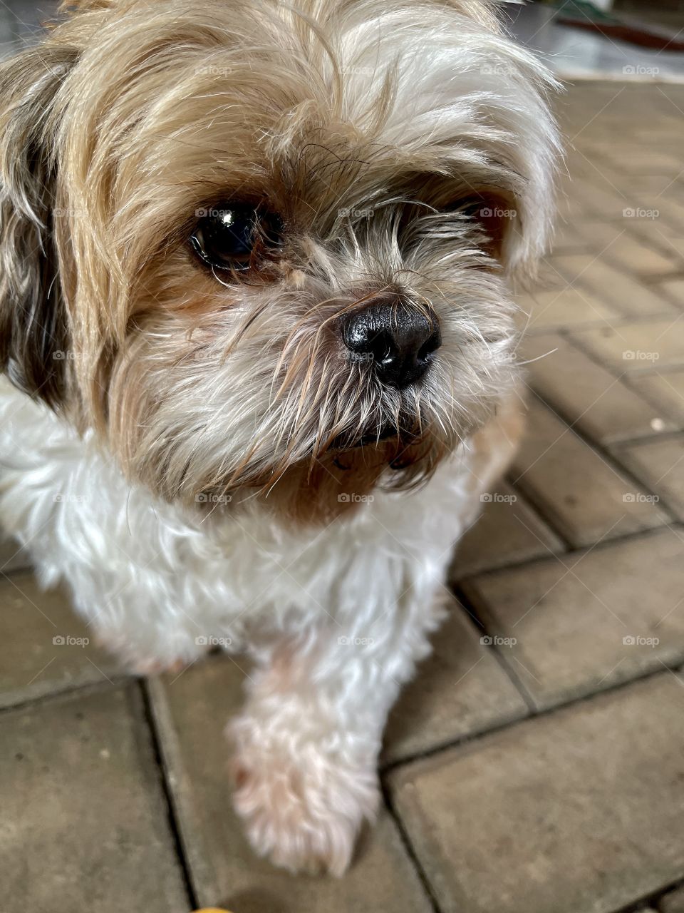 Shitzu doggy in a closeup captures