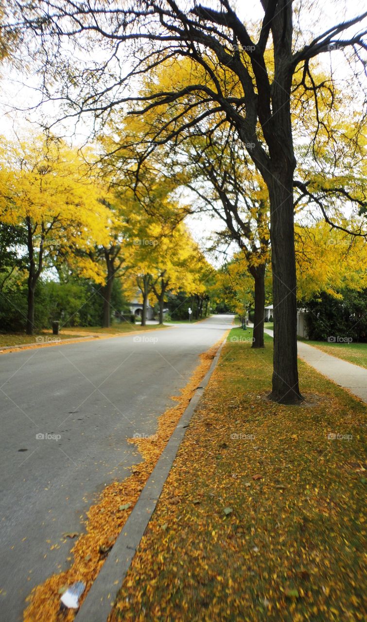 Golden autumn 