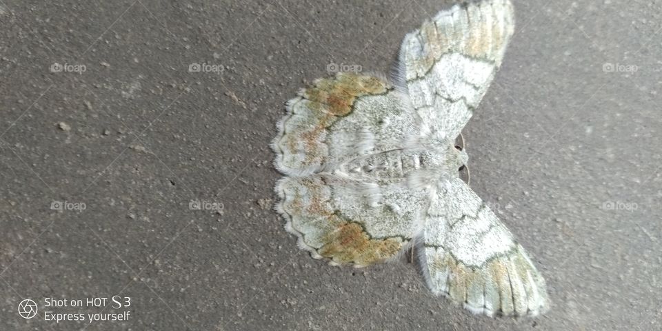 Beautiful Blending Butterfly (BBB)