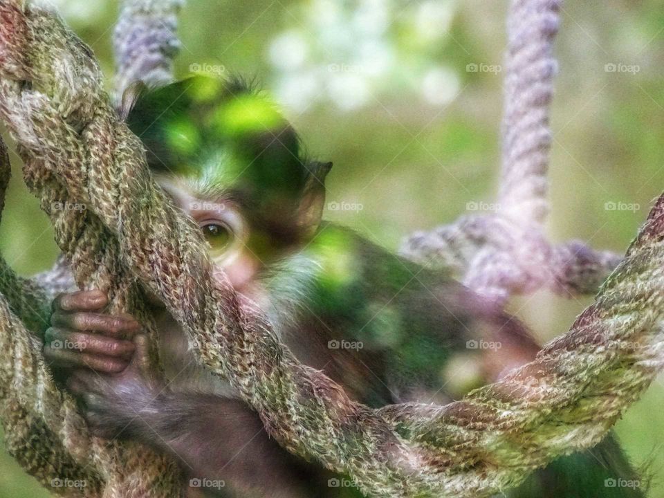 The shyness of the little monkey