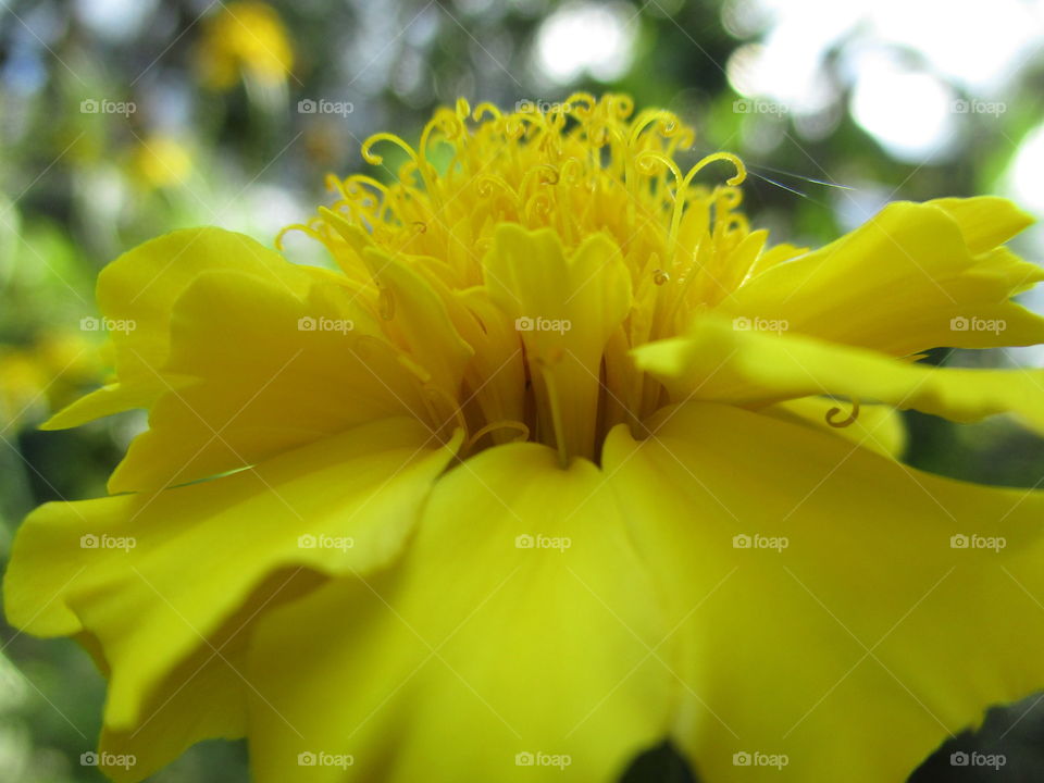 yellow flower