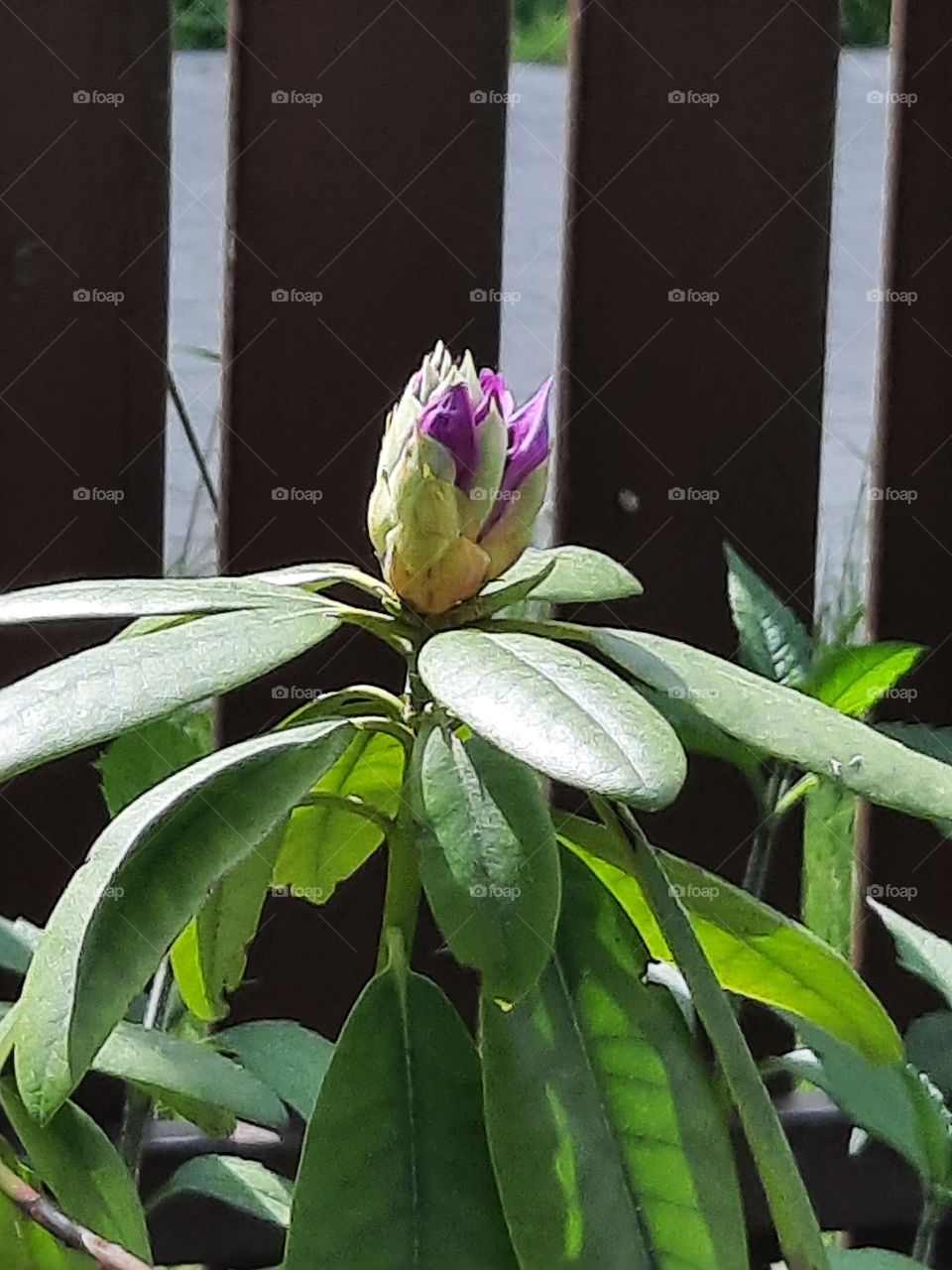 opening flower of purple rhododendron in sunshine