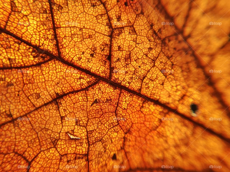 The details in a leaf are amazing to me!  This fallen autumn beauty reminds me of a stained glass window.