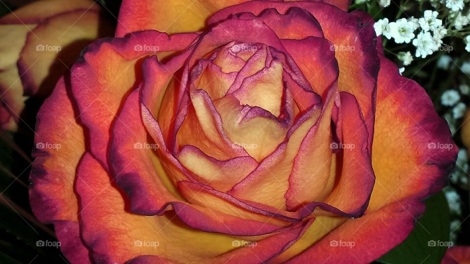 yellow and orange rose