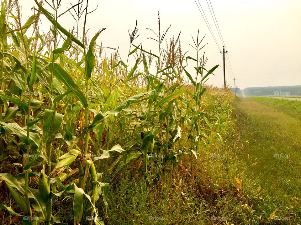 Corn crop 