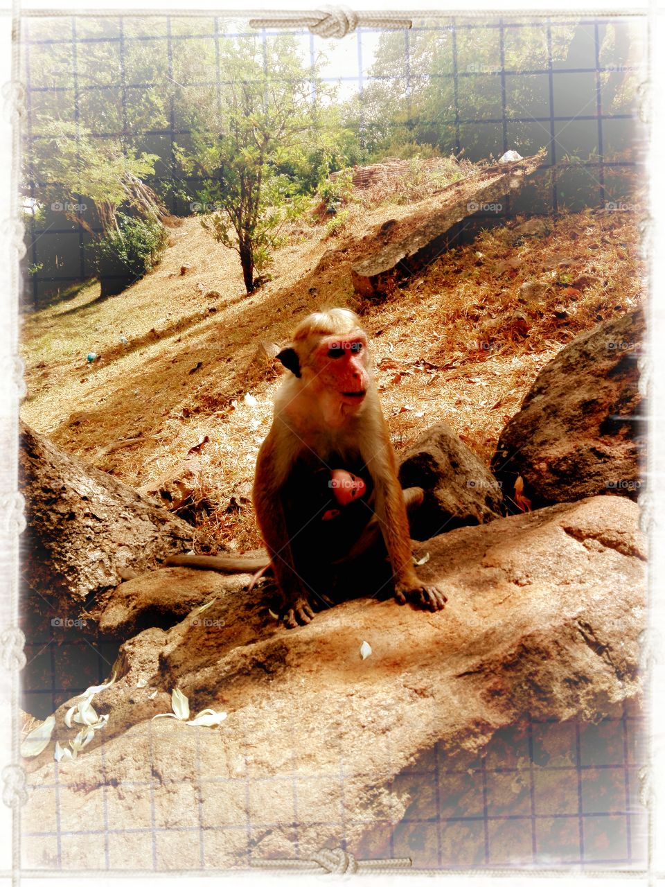 I so this sri lanka aruradhapura histri town mother monkey and baby monkey